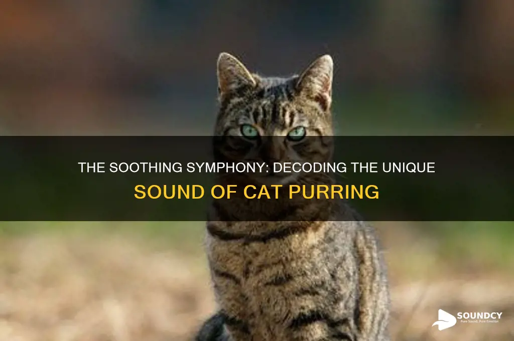 how does purring sound like
