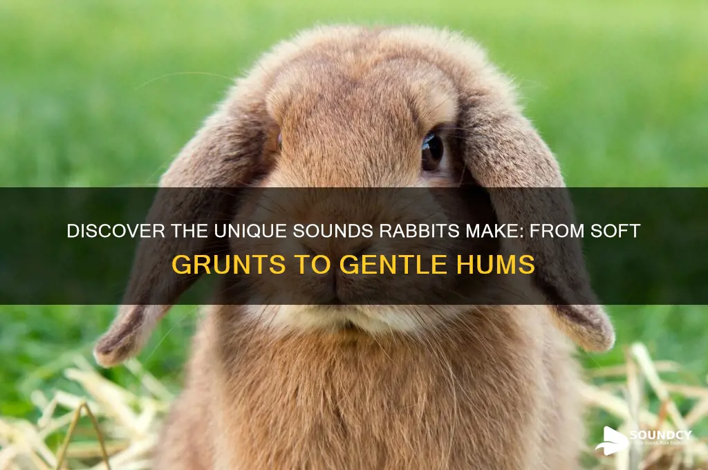 how does rabbit sound like