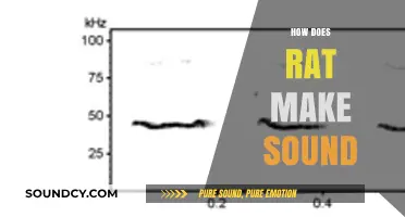 How Rats Communicate: Understanding the Sounds They Make and Why