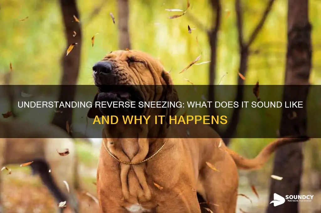 how does reverse sneezing sound