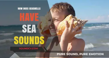 Unveiling the Ocean's Echo: How Seashells Capture Sea Sounds