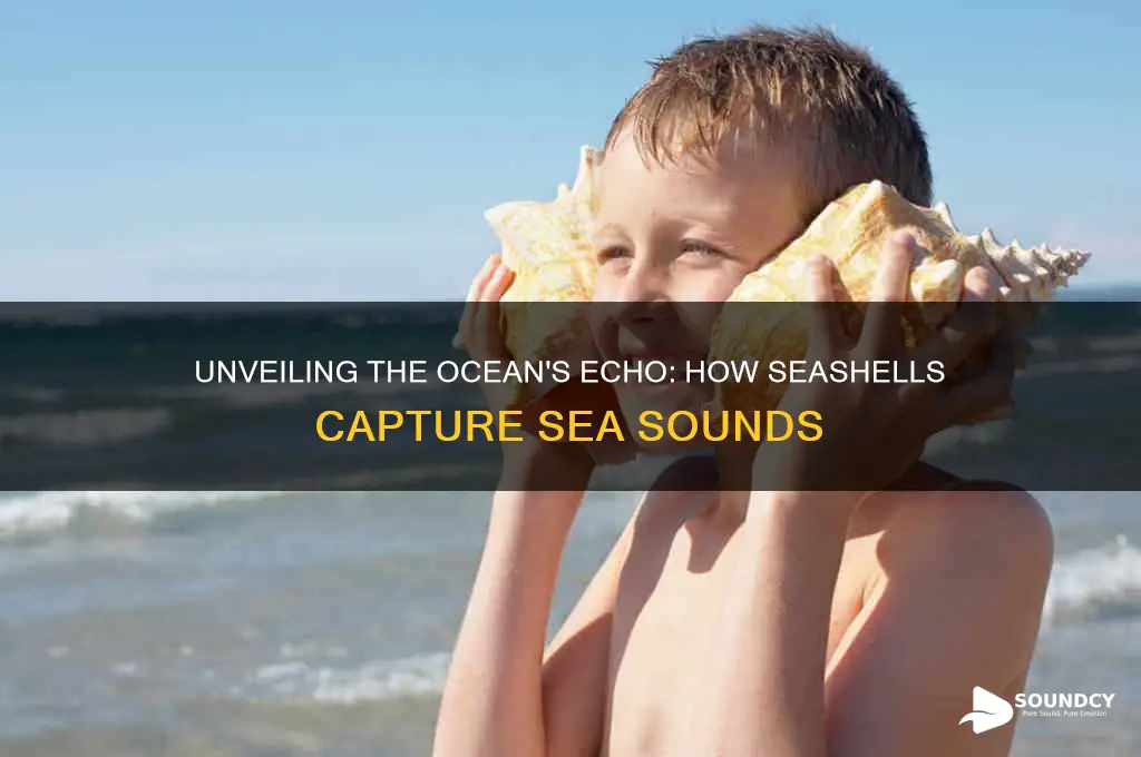 how does seashells have sea sounds