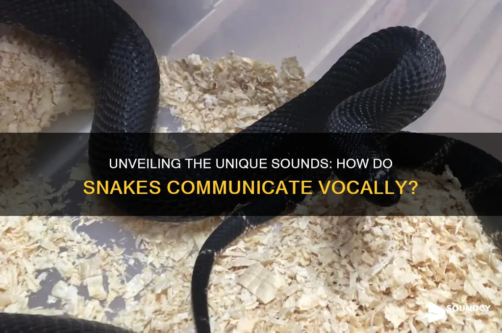 how does snake sound like