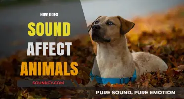 How Sound Waves Impact Animal Behavior and Survival Strategies