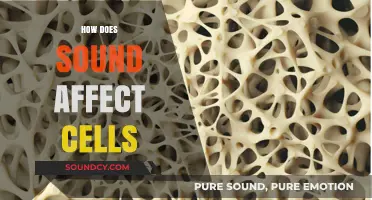 Exploring the Impact of Sound Waves on Cellular Function and Health