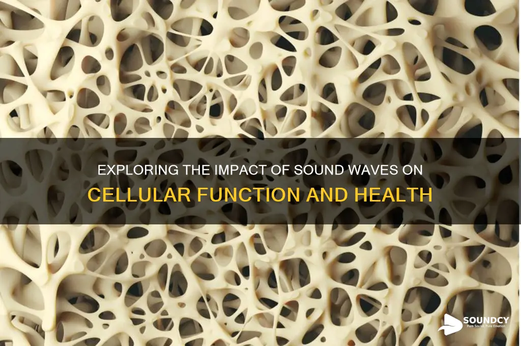 how does sound affect cells