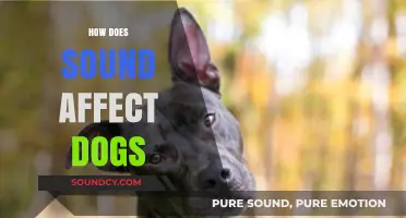 How Sound Impacts Dogs: Understanding Canine Hearing and Reactions