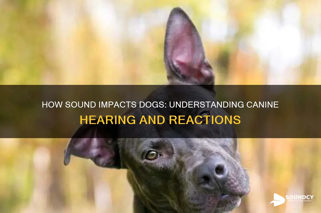 how does sound affect dogs