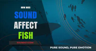 How Underwater Noise Impacts Fish Behavior and Survival