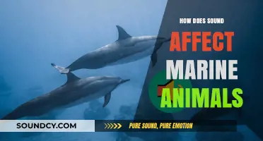 Ocean Noise: How Sound Impacts Marine Life and Ecosystems