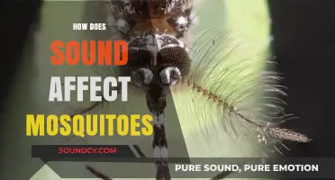 Buzzing Secrets: How Sound Influences Mosquito Behavior and Attraction