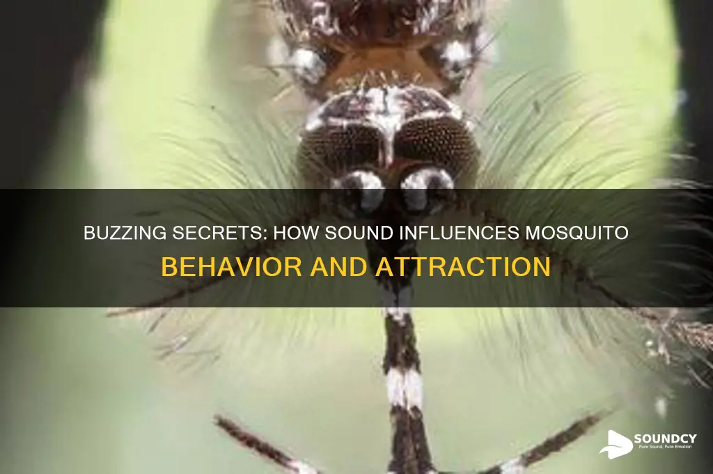 how does sound affect mosquitoes