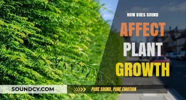 Melodies in the Garden: Unveiling Sound's Impact on Plant Growth