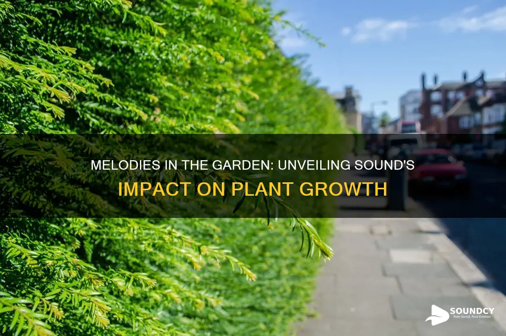 how does sound affect plant growth