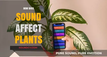 The Surprising Impact of Sound Waves on Plant Growth and Health