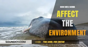 Sound's Impact: How Noise Pollution Shapes Our Environment and Ecosystems