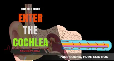 Unraveling the Journey: How Sound Waves Enter the Cochlea