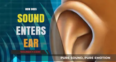 How Sound Waves Travel Through the Ear: A Detailed Journey