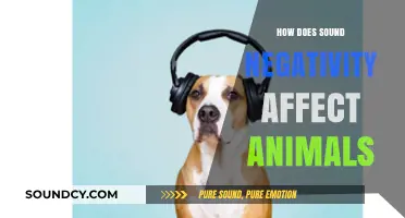 Harmful Noise: How Sound Negativity Impacts Animal Behavior and Health