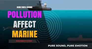 Sound Pollution's Impact: How Noise Harms Marine Life and Ecosystems