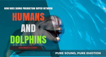 Human vs. Dolphin Sound Production: Unraveling Unique Communication Mechanisms