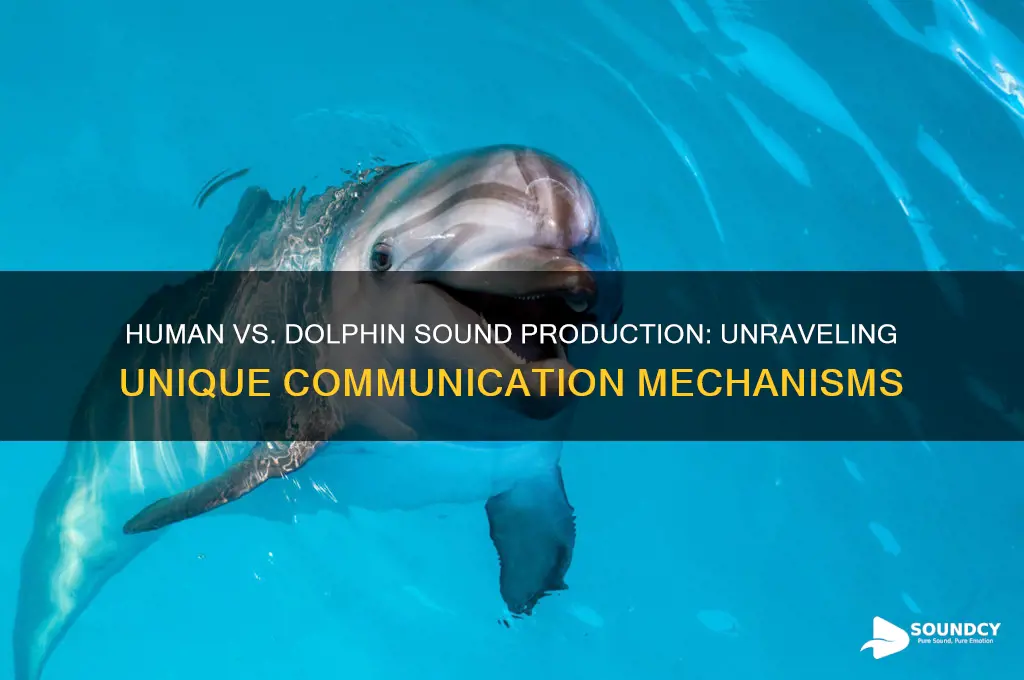how does sound production differ between humans and dolphins