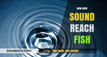 How Sound Waves Travel Through Water to Reach Fish