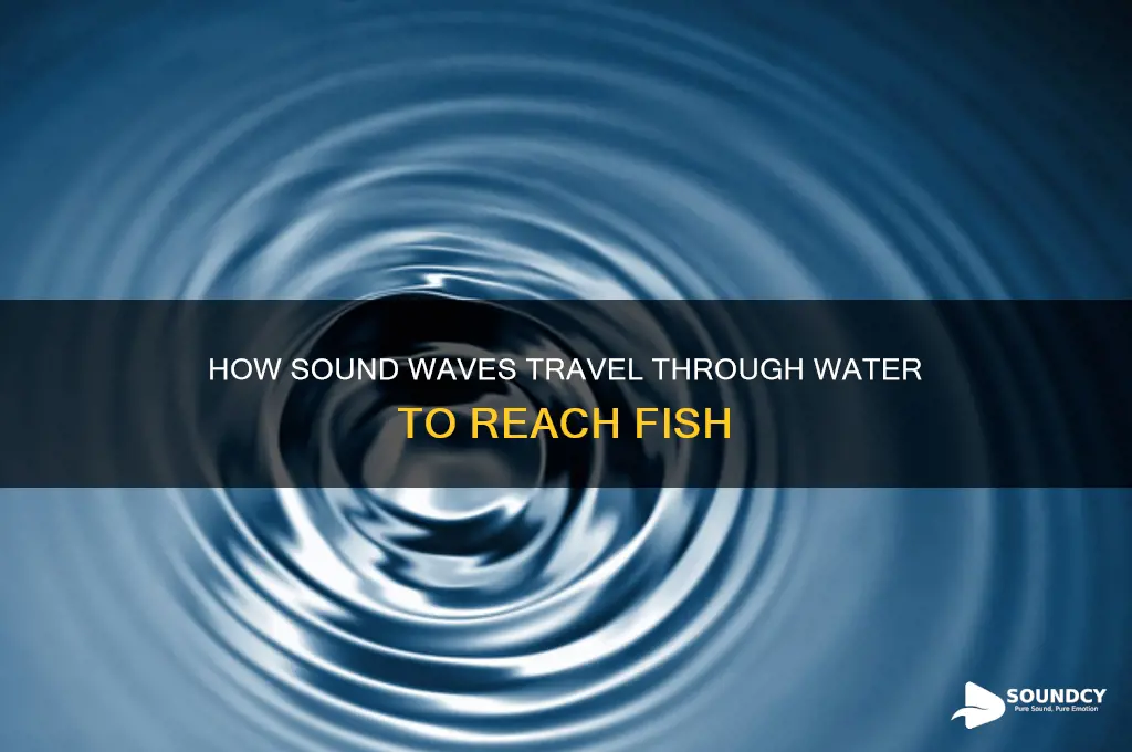 how does sound reach fish