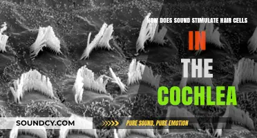 How Sound Waves Activate Hair Cells in the Cochlea