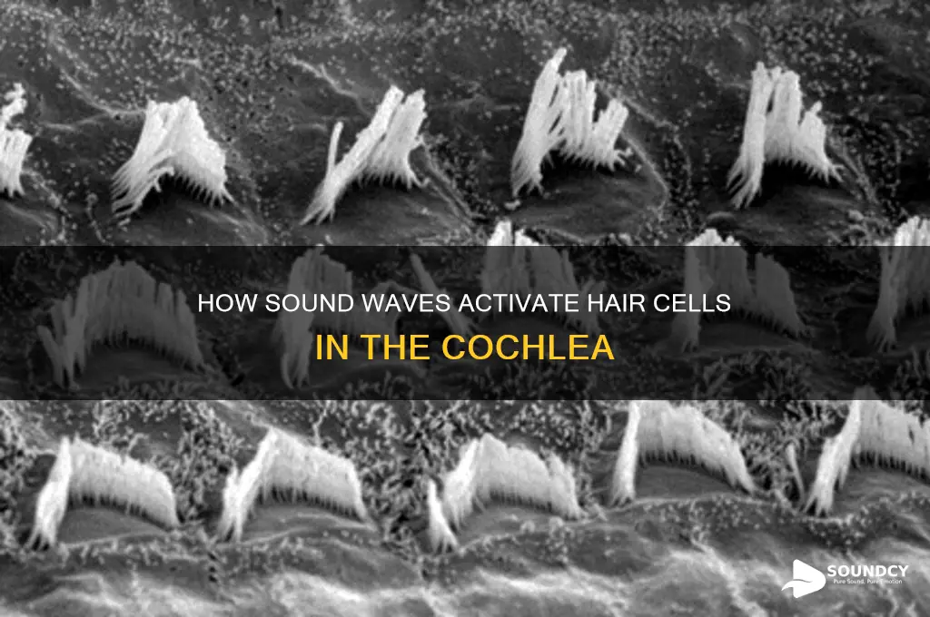 how does sound stimulate hair cells in the cochlea