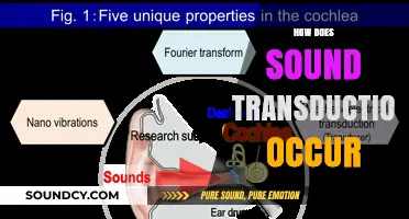 Unraveling the Process: How Sound Transduction Occurs in the Ear