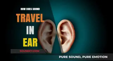 How Sound Waves Journey Through the Ear: A Detailed Exploration