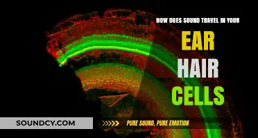 How Sound Waves Reach and Activate Ear Hair Cells