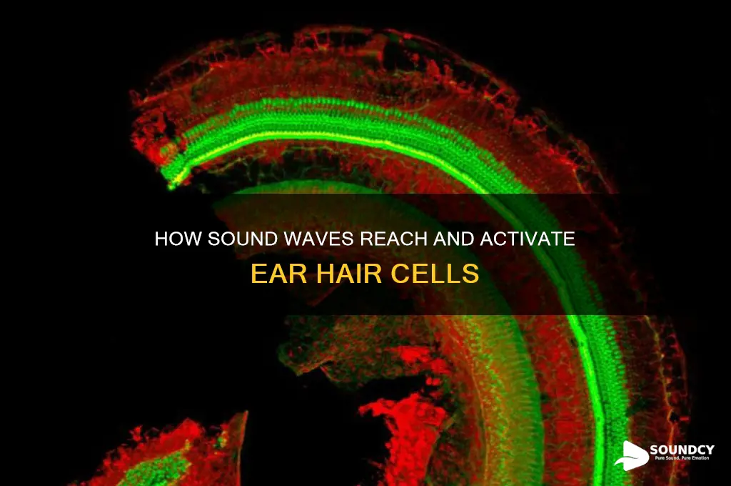 how does sound travel in your ear hair cells
