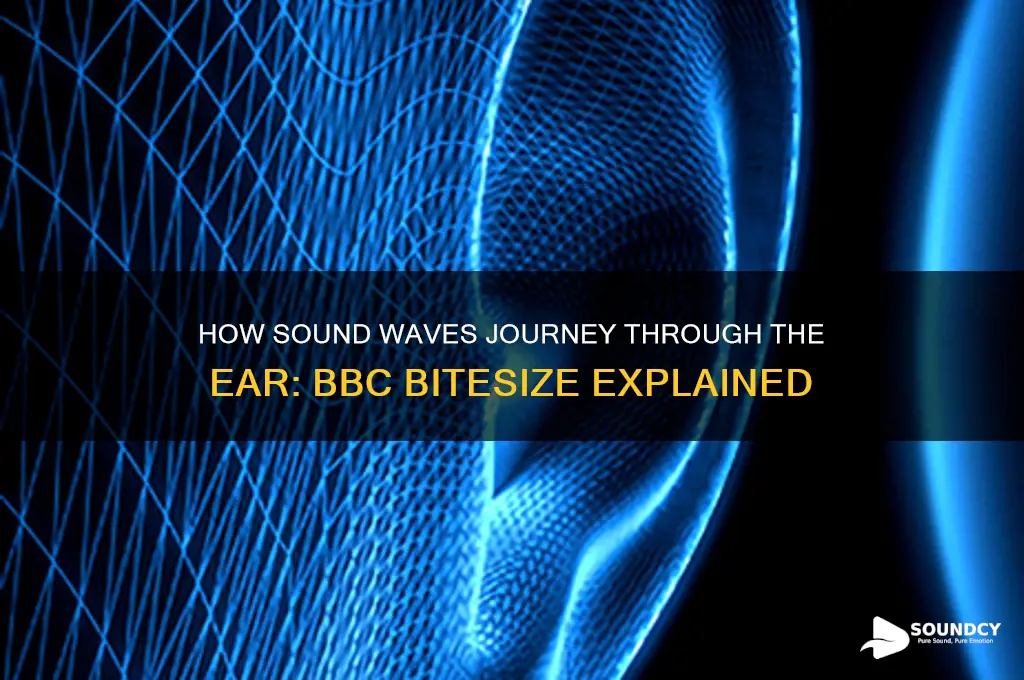 how does sound travel through the ear bbc bitesize