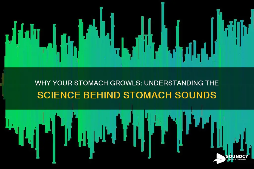 how does stomach make sound