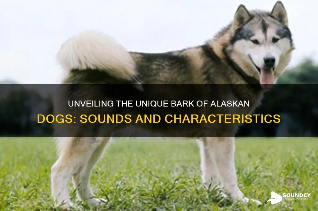 how does the bark of an alaskan dog sound
