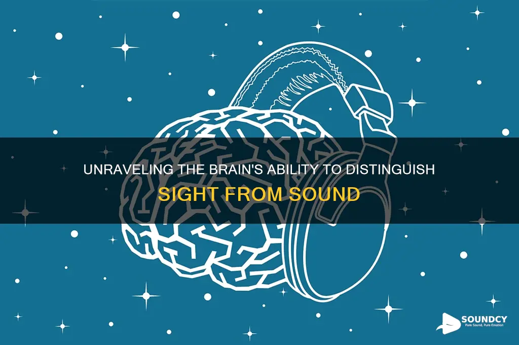 how does the brain differentiate between sight and sound