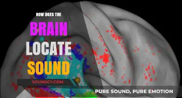 Unraveling the Brain's Auditory Map: How We Locate Sound Sources