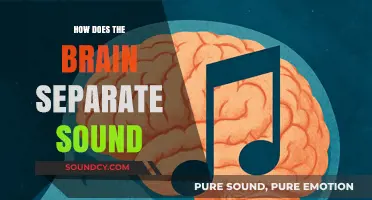 Unraveling the Brain's Ability to Separate and Process Sounds