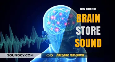 Unraveling the Brain's Auditory Memory: How Sounds Are Stored and Retrieved