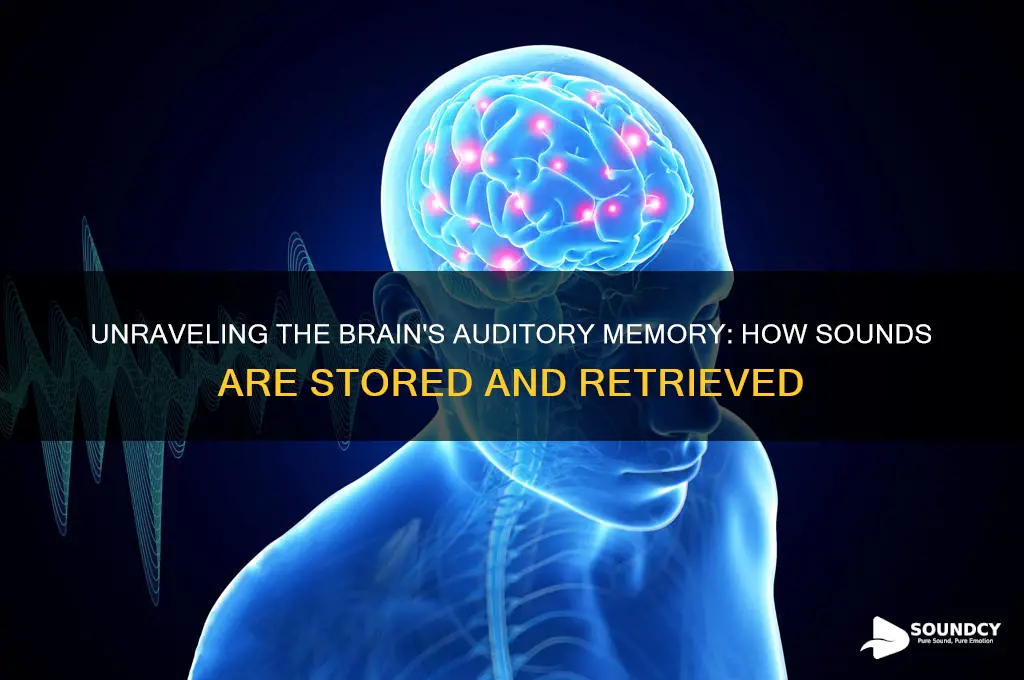 how does the brain store sound
