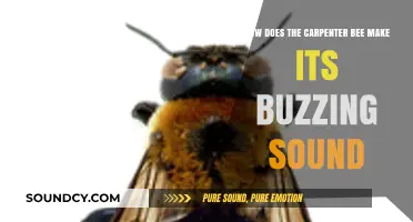 Carpenter Bee Buzzing: Unveiling the Science Behind Their Unique Sound