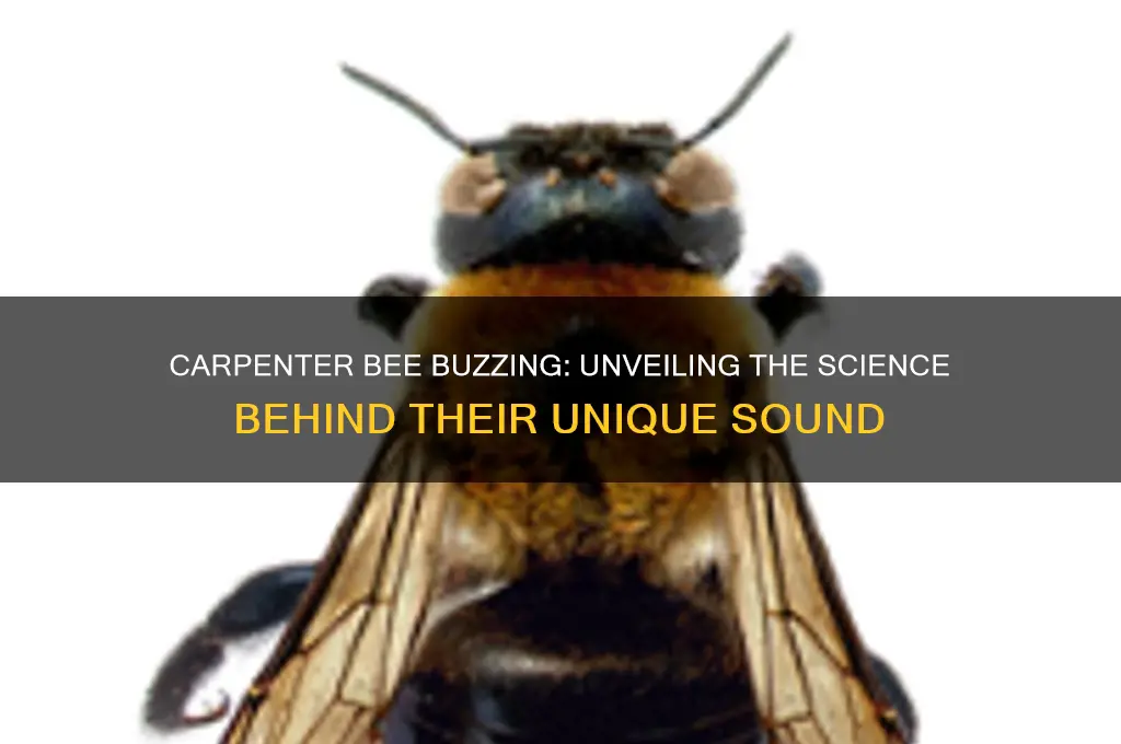 how does the carpenter bee make its buzzing sound