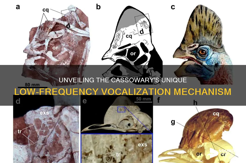 how does the cassowary make its low frequency sounds