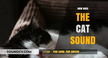 Understanding the Unique Sounds Cats Make and What They Mean