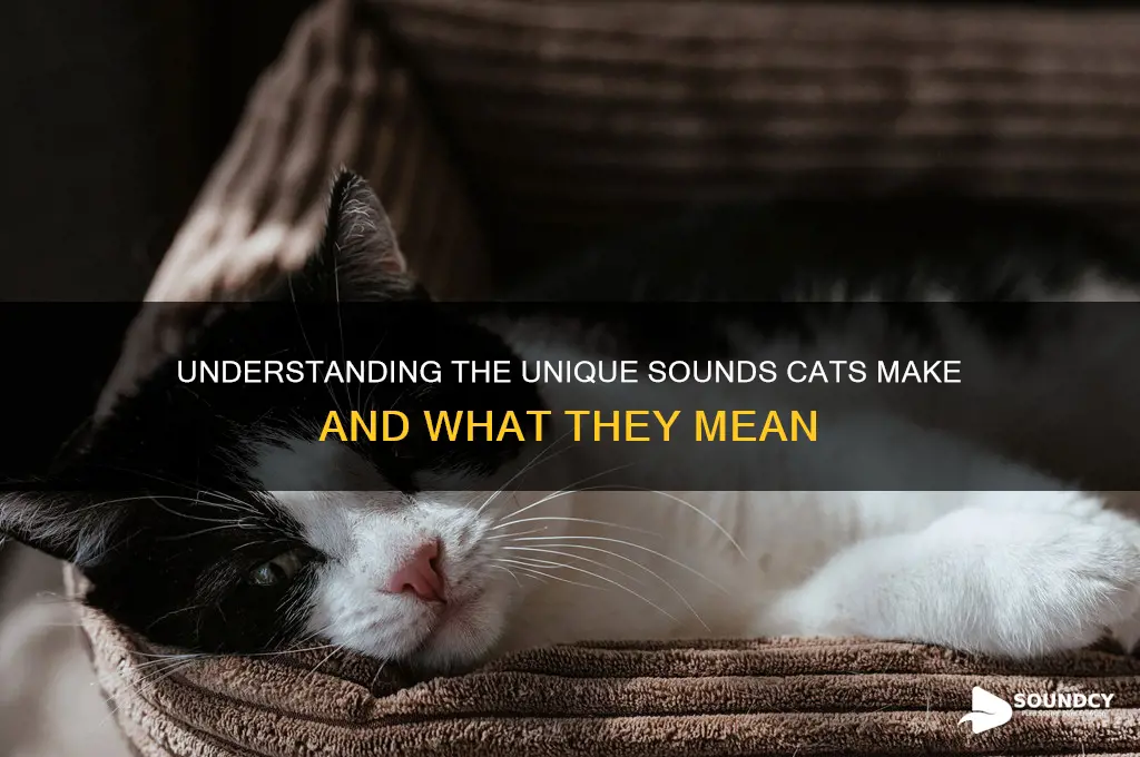 how does the cat sound