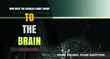How the Cochlea Transmits Sound Waves to the Brain