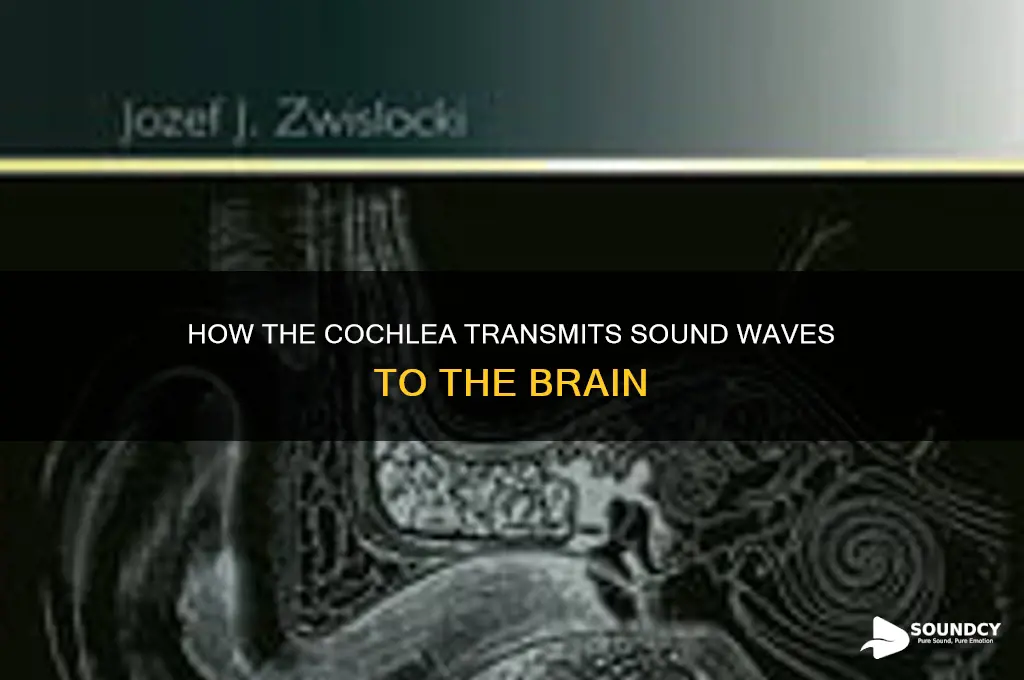 how does the cochlea carry sound to the brain