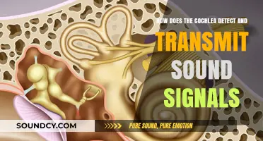 Unraveling the Cochlea's Role in Detecting and Transmitting Sound Signals